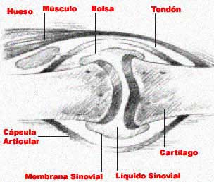 articulación normal