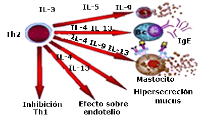 representación esquemática de la actuación del sistema inmunitario en las articulaciones sinoviales