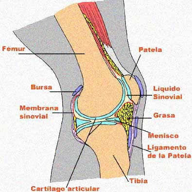 la rodilla